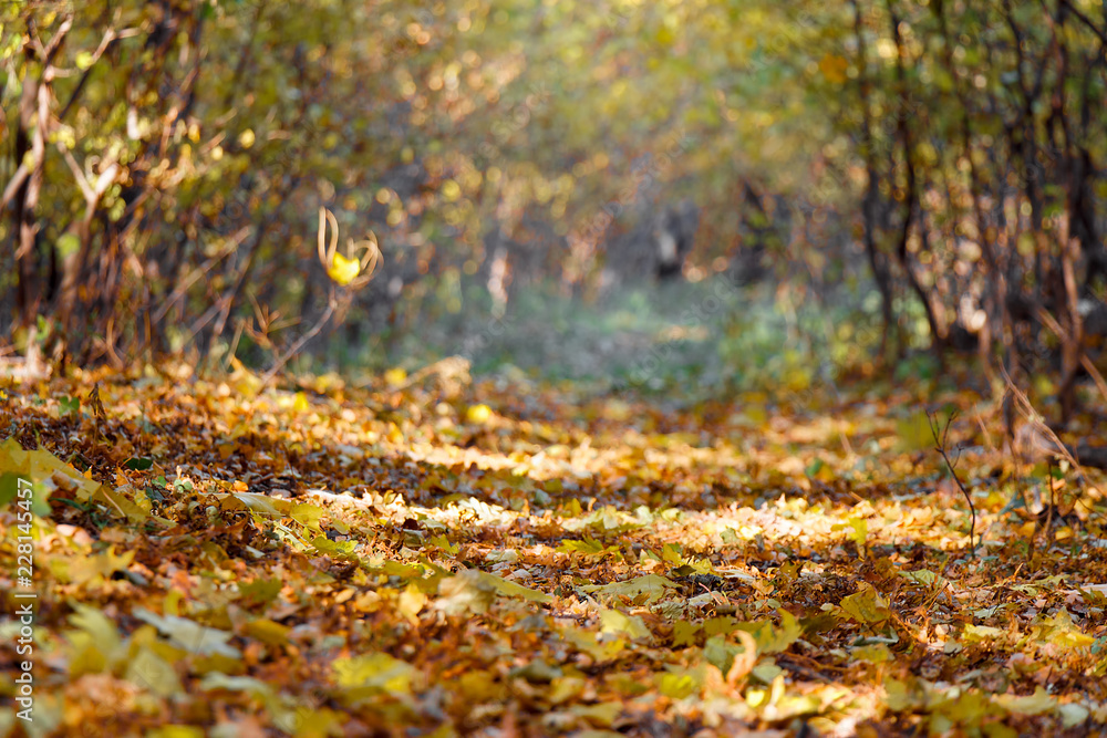 The road in the park strewn with autumn leaves The road in the park strewn with autumn leaves