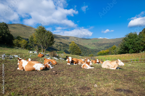 Cows grazing on the Bergamo Alps in northern Italy