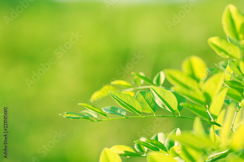 Tree Leaves bokeh for nature background and save green concept abstract soft and blur focus