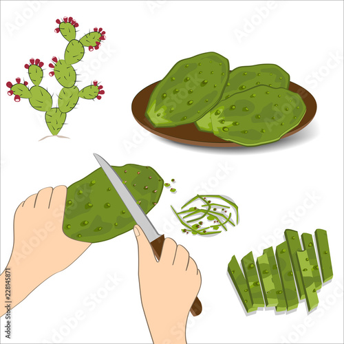 Prickly Pear cactus paddles in human hand with a knife. Edible green nopales on white background.