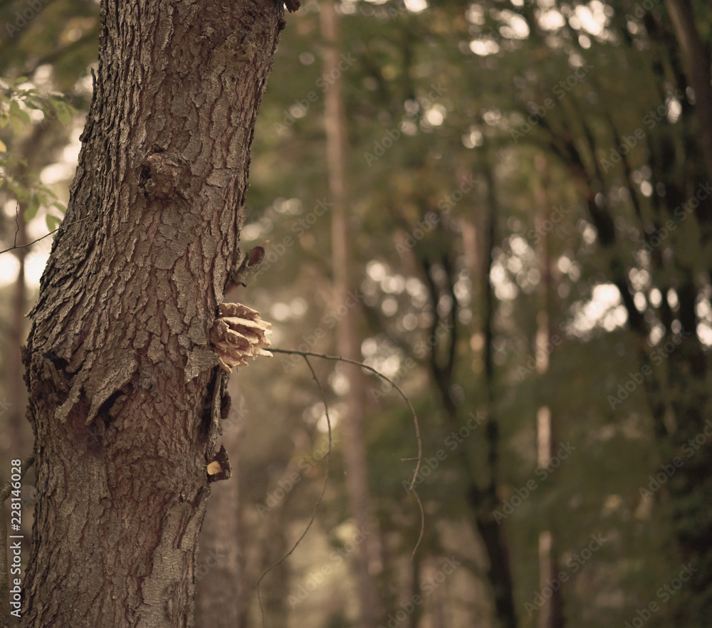 tree fungus during autumn season with natural background tree fungus during autumn season with natural background
