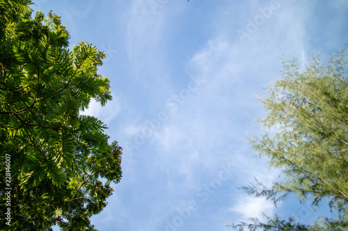 Green foliage background cloudy sky