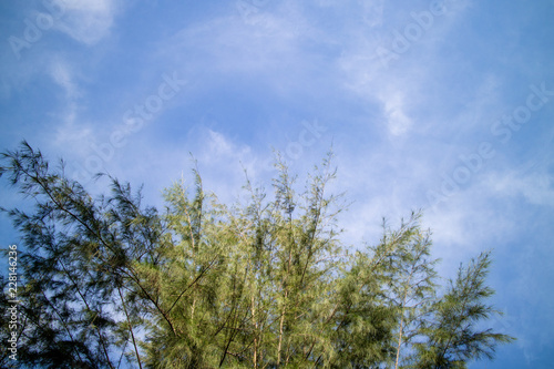 Green foliage background cloudy sky © WEERAKIAT