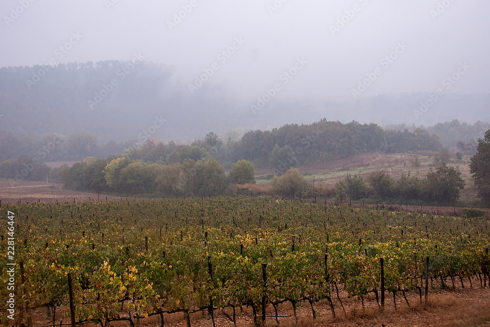 Naklejka premium Vigne in autunno