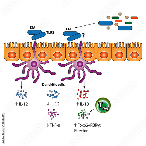 Stimulation of the Regulatory T cells vector medical illustration