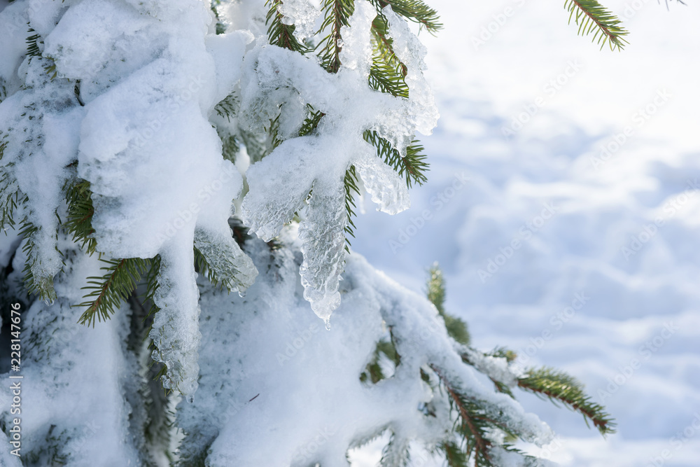 Snow and ice covered fir tree in the forest