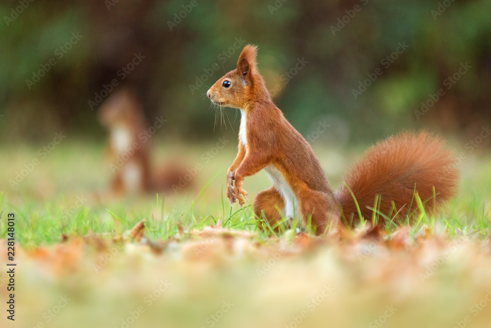 Eurasische Eichhörnchen- Sciurus vulgaris Eurasische Eichhörnchen- Sciurus vulgaris