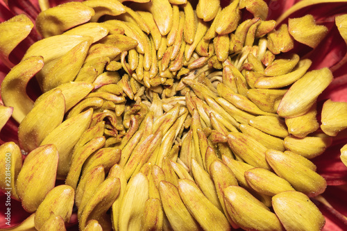 center cluster of an incurve chrysanthemum photo