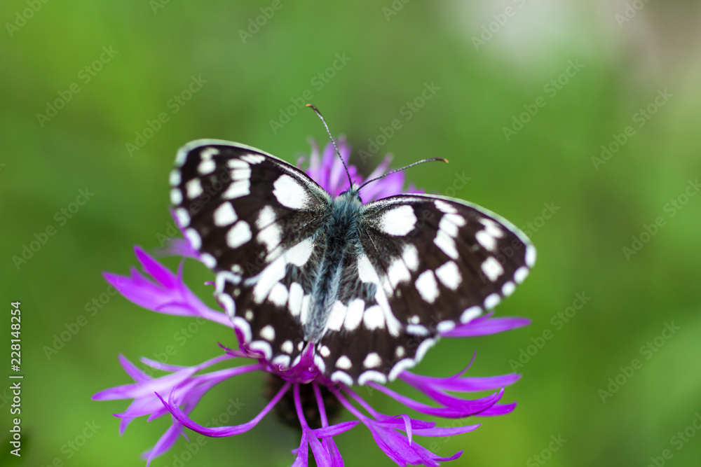 Melanargia galathea butterlfly Melanargia galathea butterlfly