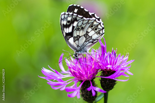 Melanargia galathea butterlfly photo