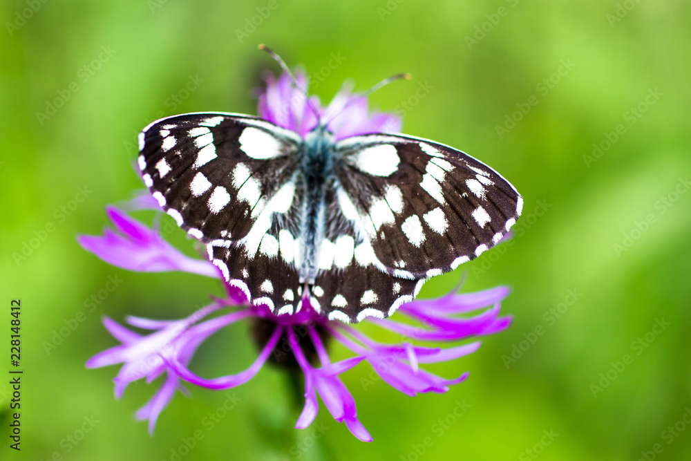 Melanargia galathea butterlfly Melanargia galathea butterlfly