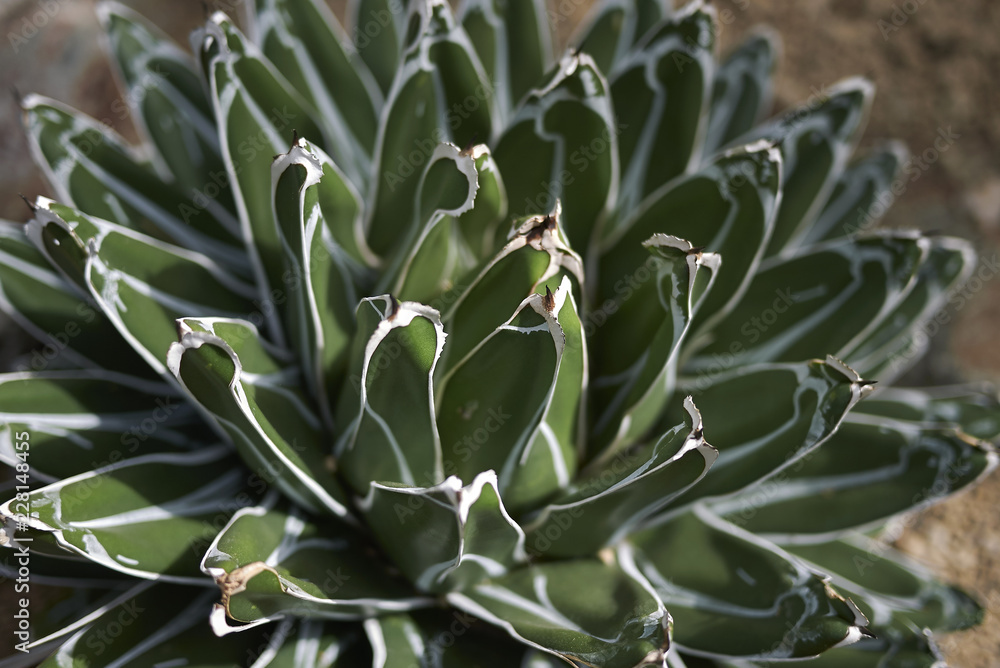 Fototapeta premium Agave victoriae-reginae