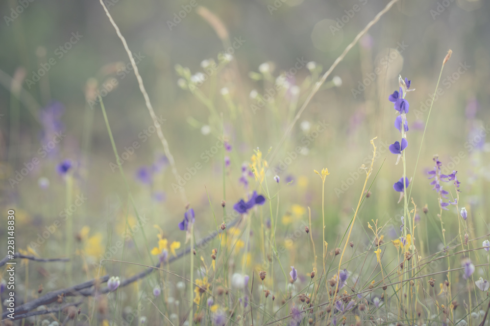 spring grass background with flowers and grass