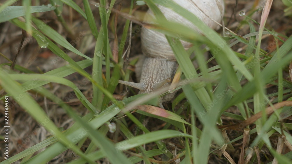Fototapeta premium snail in the grass