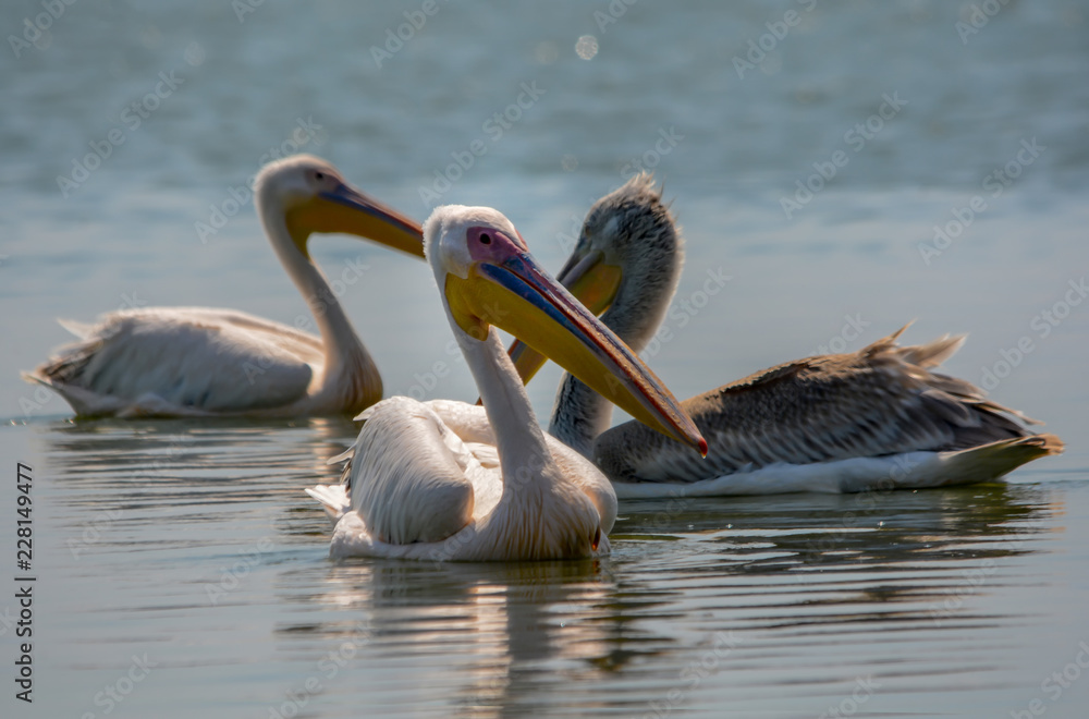 Ak pelikan » Great White Pelican » Pelecanus Ak pelikan » Great White Pelican » Pelecanus