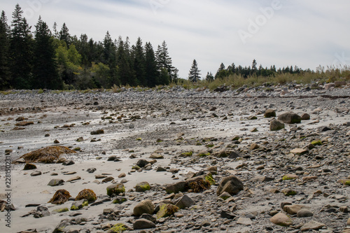 river bed with forest in background