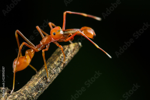 Close up Male Myrmarachne plataleoides jumping spider on branch