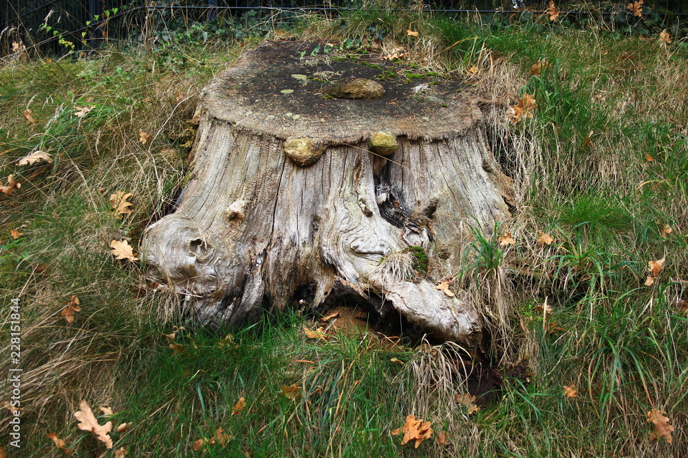 Obraz premium Baumstumpf mit Pilzen
