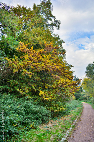 Herbstlaub