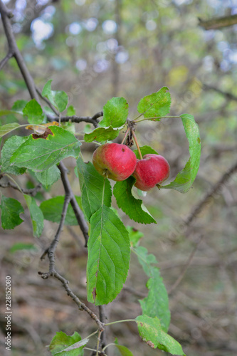 Äpfel am Baum