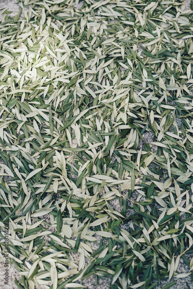 Olive tree leaves on a granite table Olive tree leaves on a granite table