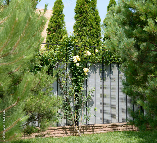 Yellow rose stam is near fence on lawn among pines. photo