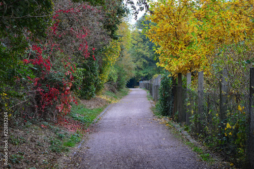 Weg mit Herbstlaub