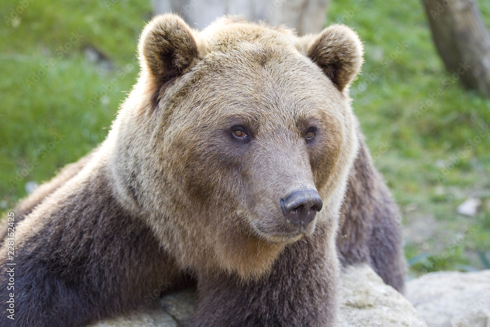 Fototapeta premium Brown bear, Ursus arctos.