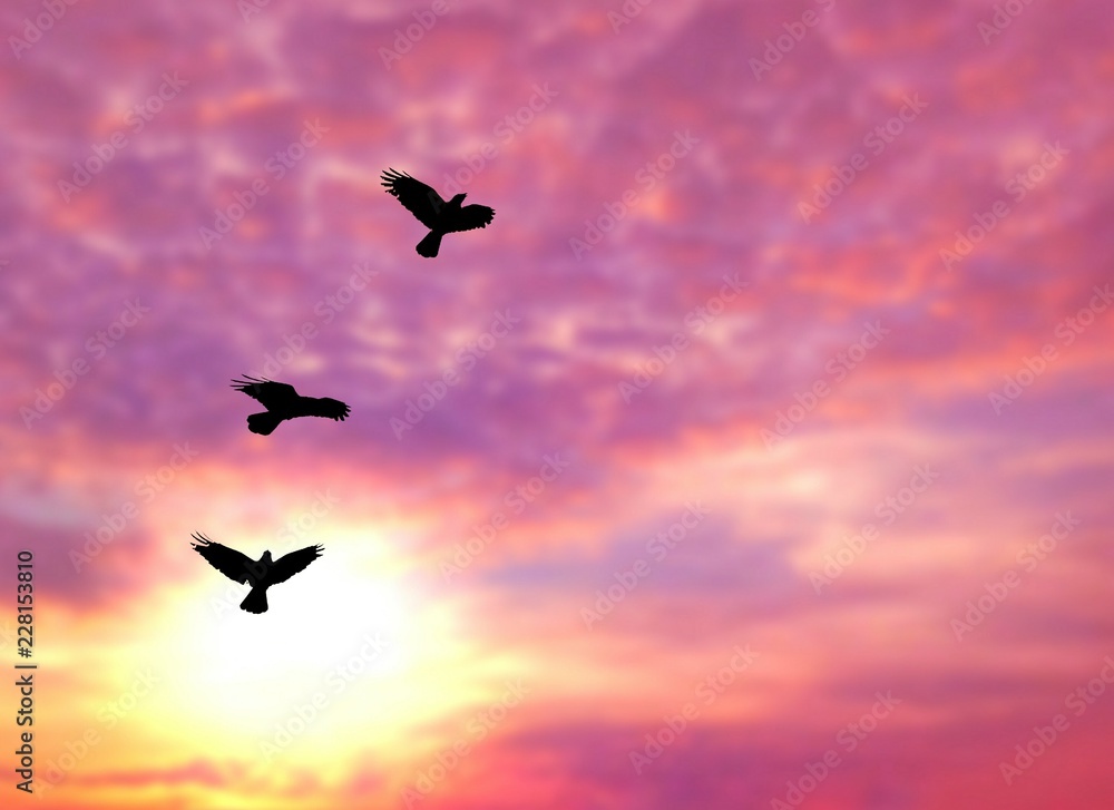 Silhouette birds are flying with blurred sunrise sky background in animal  wildlife and freedom concept, illustration mode Stock Illustration | Adobe  Stock