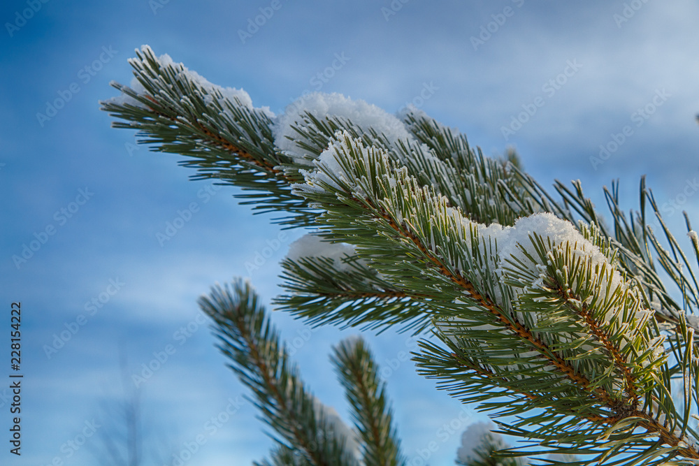 Winter. Fir branches in the snow Winter. Fir branches in the snow