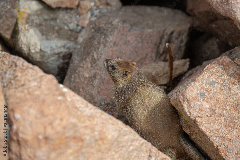 Naklejka premium Yellow Bellied Marmot playing in the rocks in the Colorado Rockies in Summer