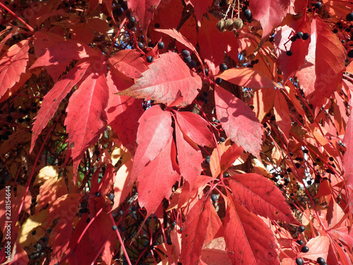 rote herbstblätter