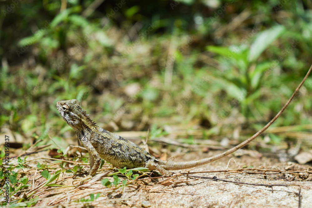 garden lizard, Animal, Nature, wildlife, srilanka garden lizard, Animal, Nature, wildlife, srilanka