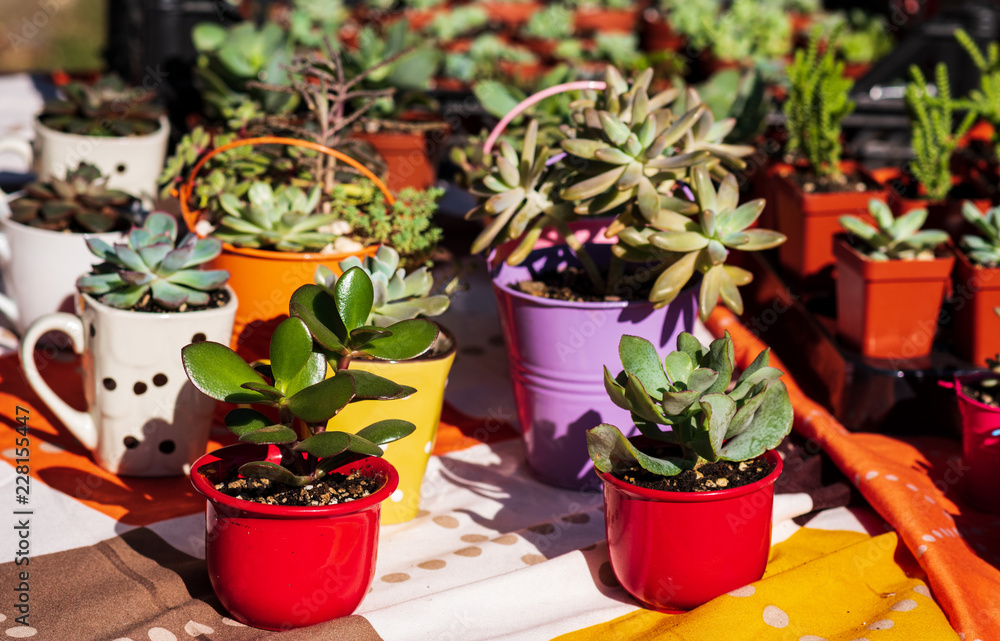 ornamental succulents in multi-colored pots. large selection of succulents