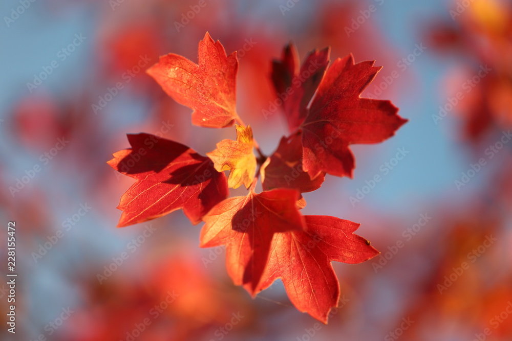 Red autumn leaves of currant in the rays of the rising Sun
