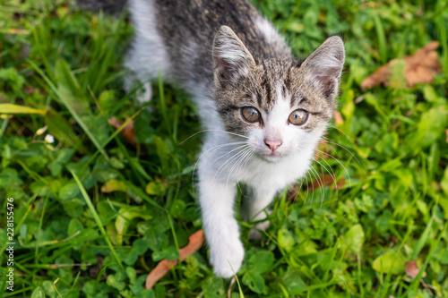 Wallpaper Mural Small cat looking up in a camera Torontodigital.ca