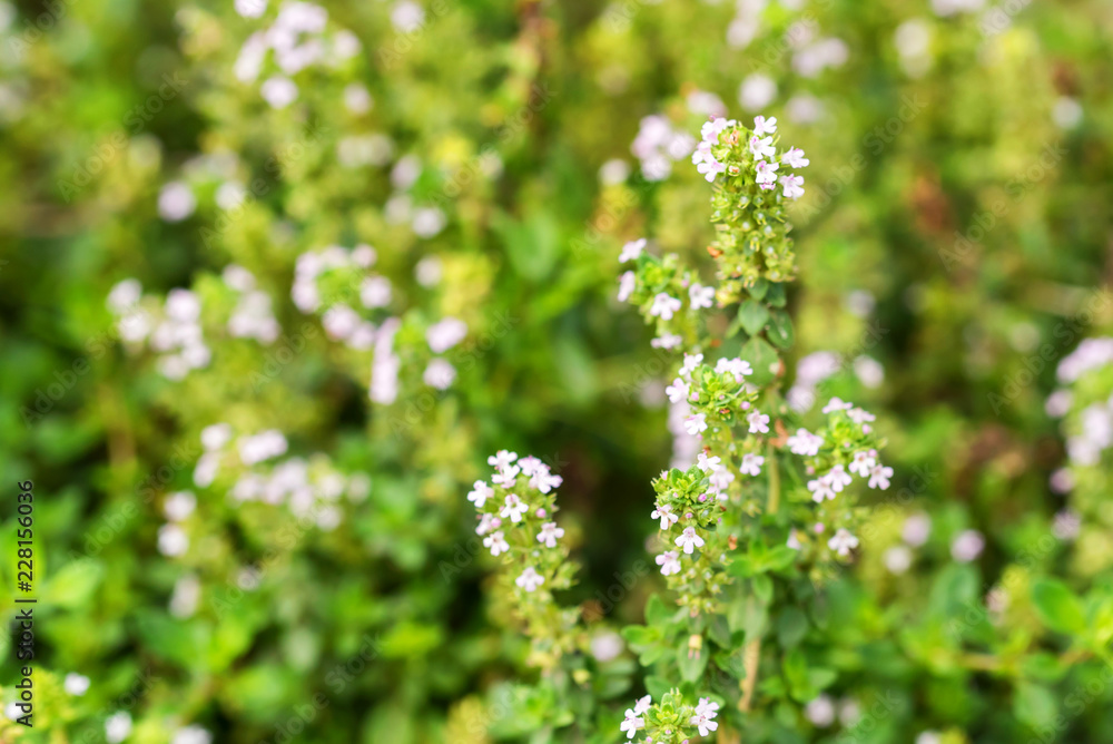 Flowering common thyme or Thymus vulgaris close Flowering common thyme or Thymus vulgaris close