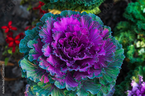 Canvastavla Close up of decorative purple cabbage (Brassica oleracea)