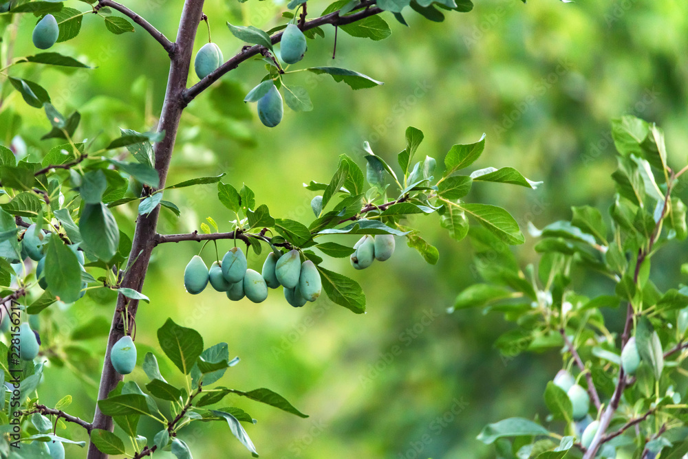 Green unripe plums on tree branch in garden
