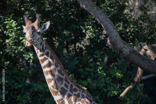 Photography giraffe close up