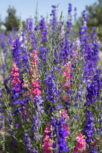 field of lavender