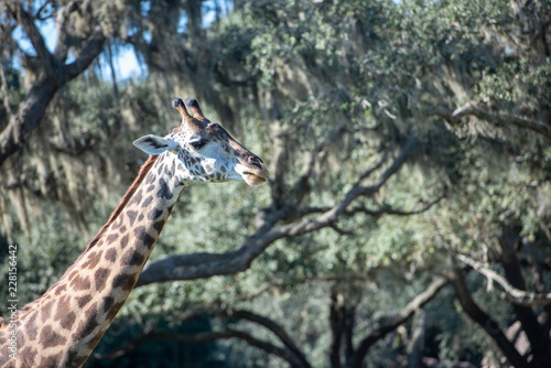 Sticker giraffe in the wild