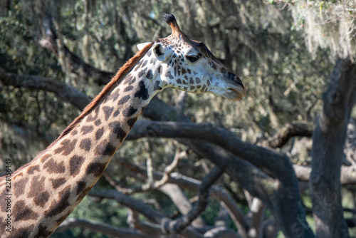 Canvas Print giraffe profile