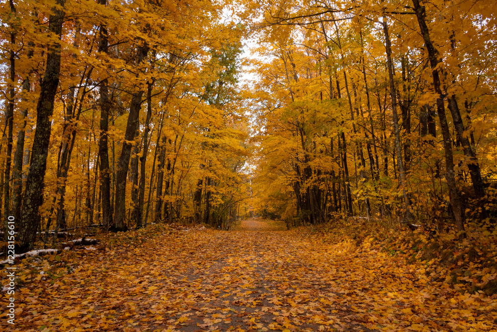 Obraz premium golden orange tree driveway