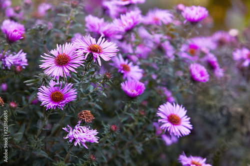 Chrysanthemum flowers as a background close up. Vibrant pink Chrysanthemums. Chrysanthemum wallpaper. Floral background. Selective focus.