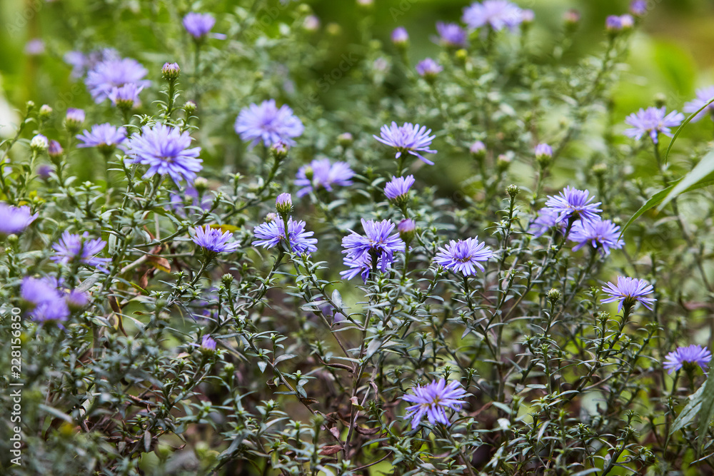 Chrysanthemum flowers as a background close up. Blue and violet small Chrysanthemums. Chrysanthemum wallpaper. Floral background. Selective focus. Chrysanthemum flowers as a background close up. Blue and violet small Chrysanthemums. Chrysanthemum wallpaper. Floral background. Selective focus.