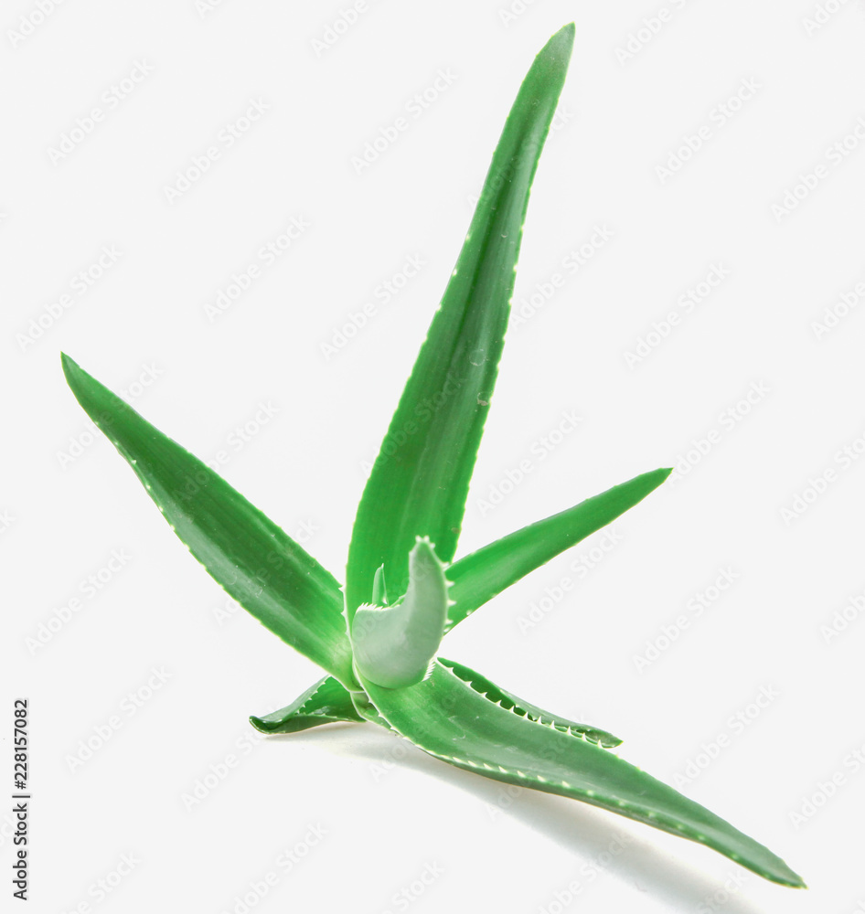 Close-Up Of Aloe Vera On White Background. Close-Up Of Aloe Vera On White Background.