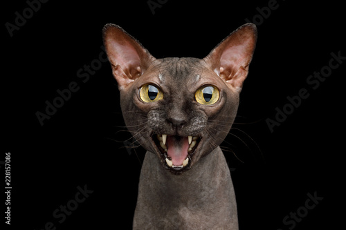 Fototapeta Naklejka Na Ścianę i Meble -  Funny Portrait of Angry Sphynx Cat Gazing and Meow, Isolated on Black Background, front view