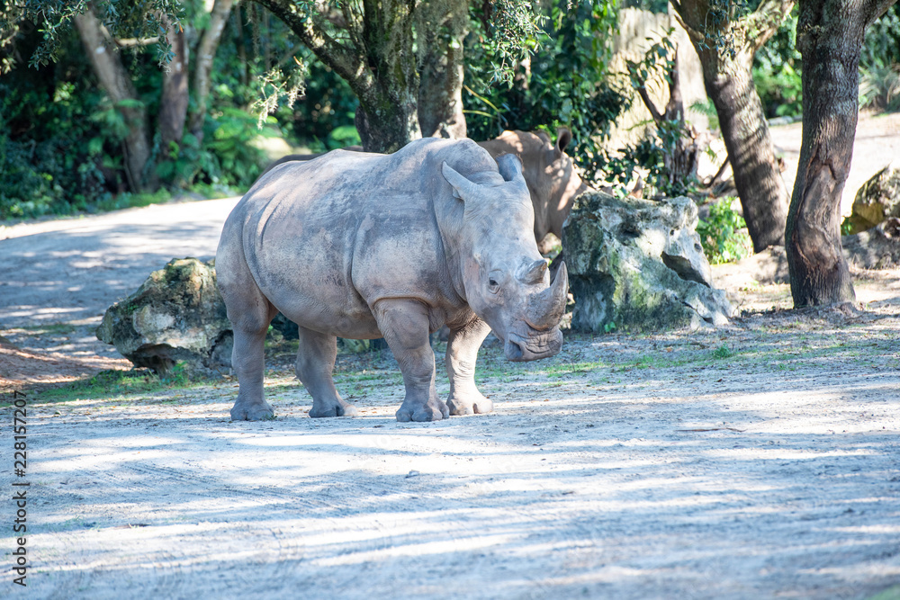 Obraz premium rhinoceros 3