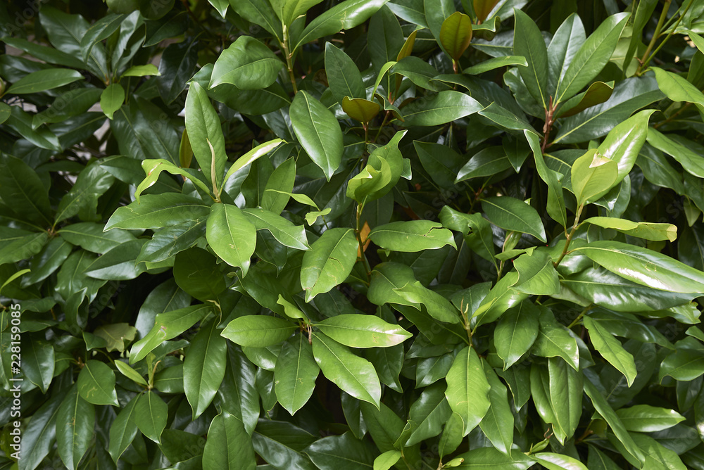 Obraz premium Magnolia grandiflora